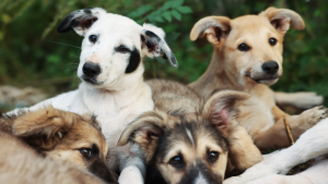 Dogs
