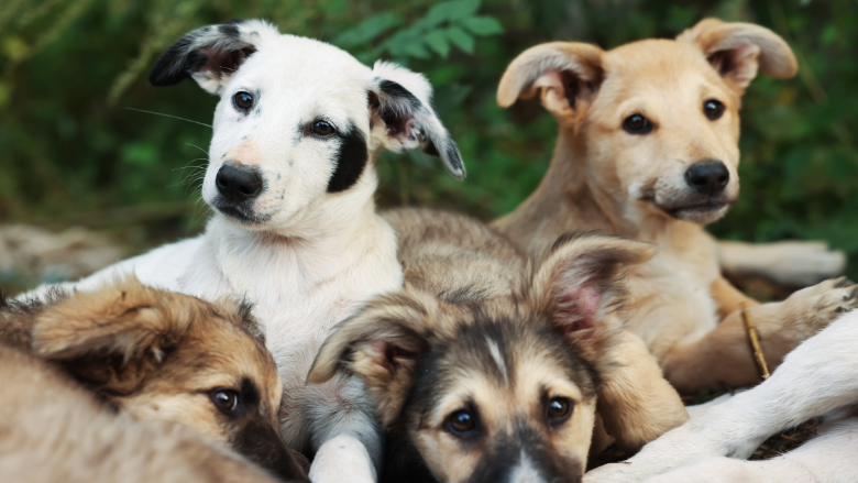 Dogs
