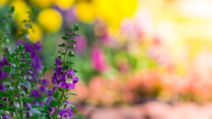 Flower Feature